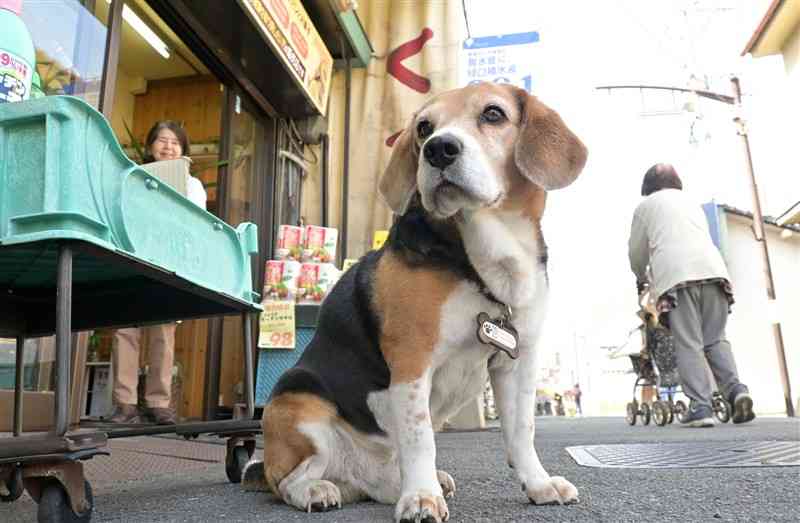 店先で通りを眺めるフルショウ薬品のシャイロ＝熊本市中央区の子飼商店街（谷川剛）