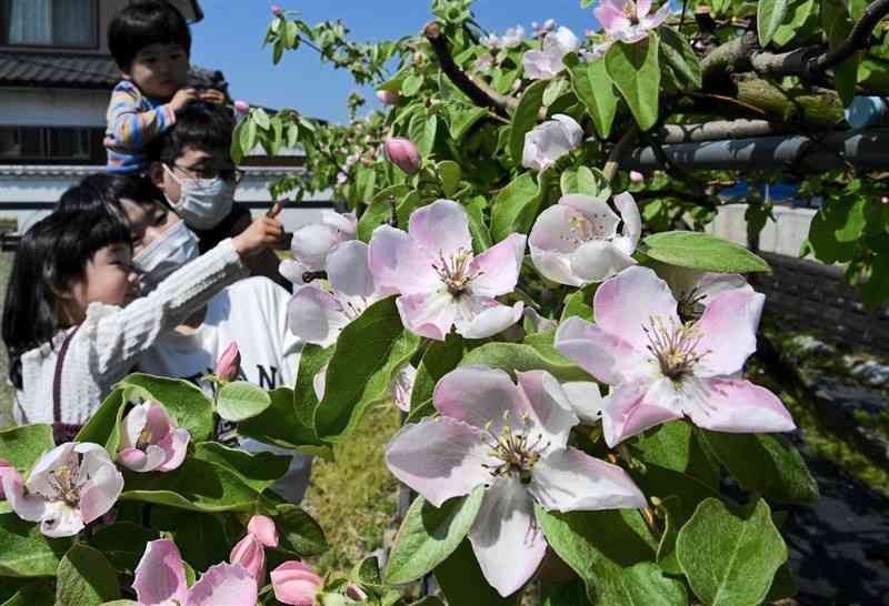 無数のかれんな花を咲かせている走潟公民館のマルメロ＝宇土市