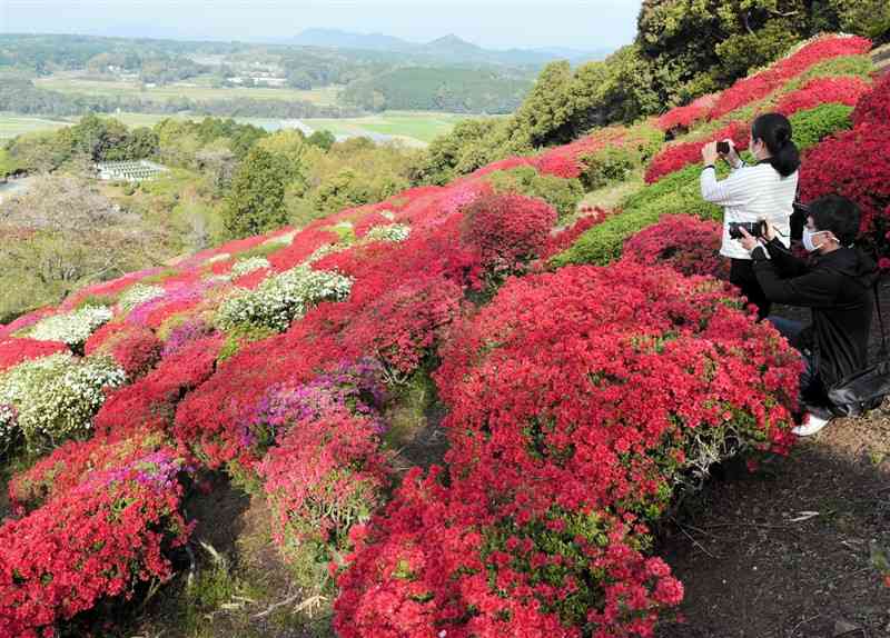 見頃を迎えている日輪寺つつじ公園＝山鹿市