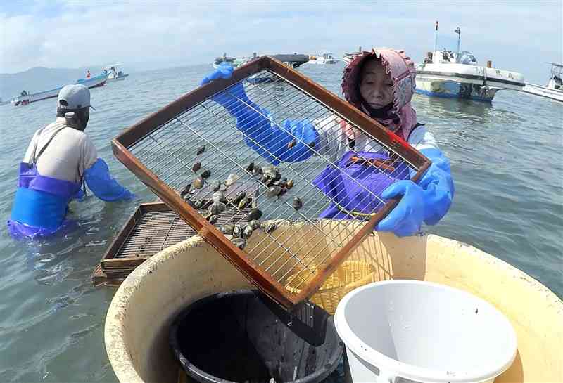 アサリ漁を再開させた緑川河口域の漁業者たち＝12日午前（谷川剛）