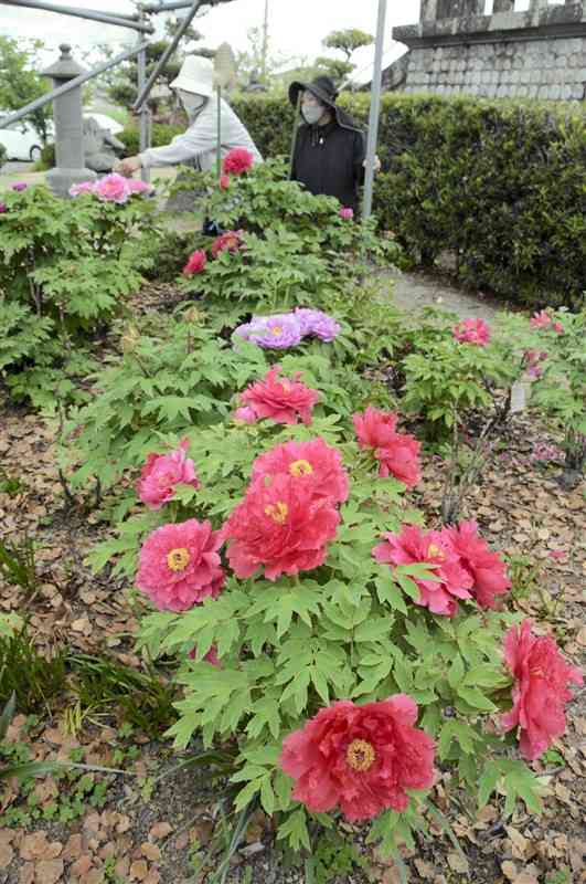 赤星公園で見頃を迎えた色とりどりのボタンの花＝八代市