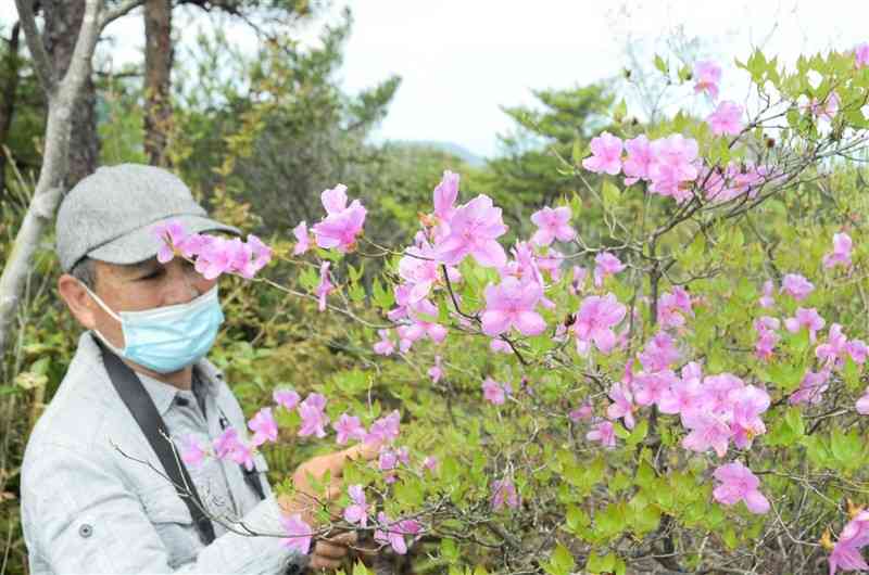 白嶽でかれんに咲き誇るアマクサミツバツツジ＝上天草市