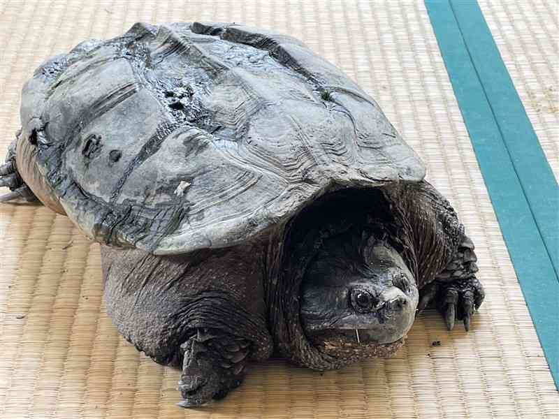 熊本市南区銭塘町で捕獲された特定外来生物「カミツキガメ」（同市提供）