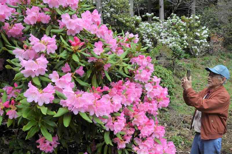 宇都宮徹さん方の裏山で咲き始めたシャクナゲ＝南小国町