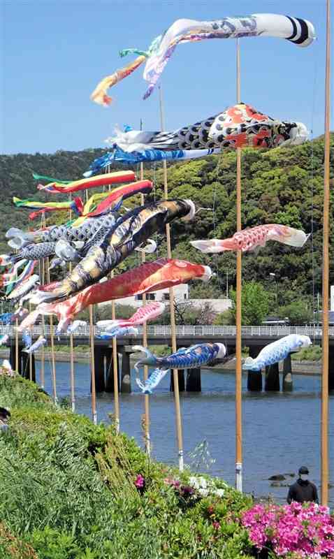 水俣川の河川敷を鮮やかに彩るこいのぼりとツツジ＝水俣市