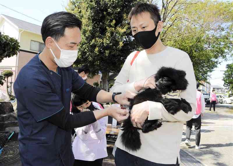 狂犬病の予防接種を受ける飼い犬＝熊本市北区