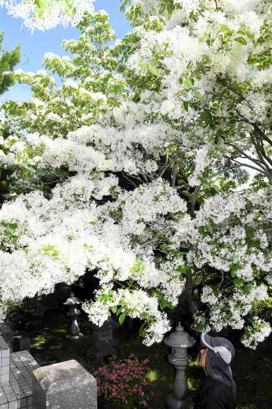 慰霊の丘で見頃を迎えたナンジャモンジャの花＝天草市