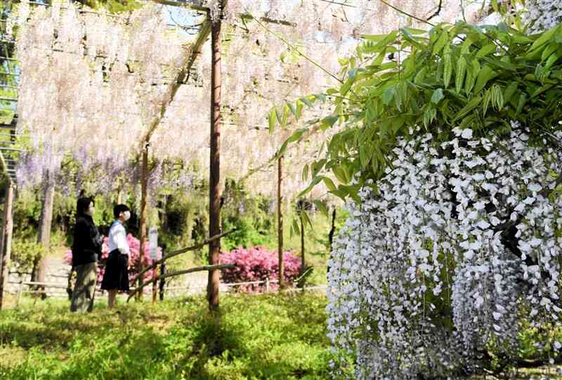 4種のフジが見頃を迎えている「鹿央古代の森」の庭園＝山鹿市