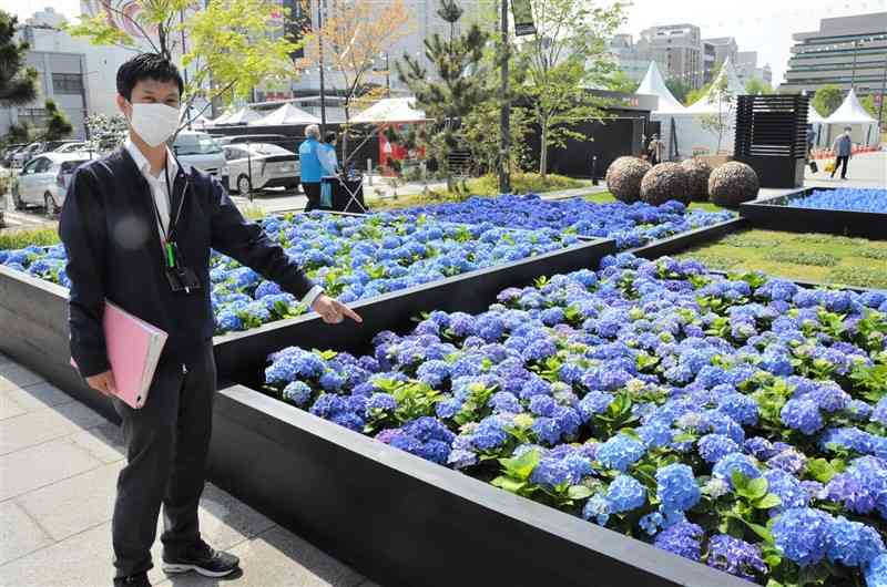 アジサイが盗まれたくまもと花博の大花壇。予備の株を補充し、元に戻したという＝19日、熊本市中央区