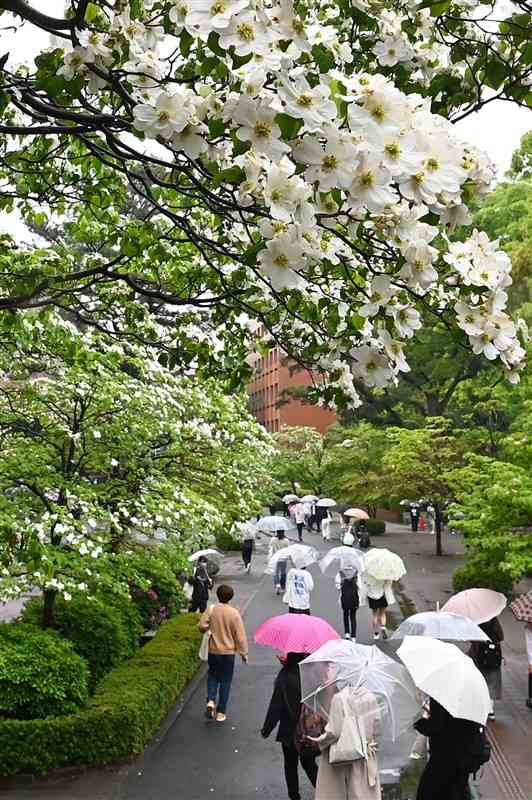 雨の中、熊本学園大のキャンパスを彩るハナミズキ＝21日午後、熊本市中央区