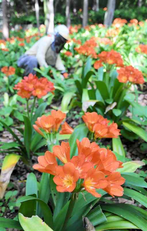 杉林の木陰でオレンジ色の花を咲かせたクンシラン＝天草市