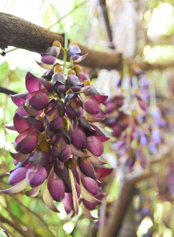 見頃を迎えた国の特別天然記念物「相良のアイラトビカズラ」。ブドウの房に似た花がツルから垂れ下がっている＝山鹿市