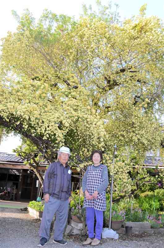 満開のモッコウバラのそばに立つ大久保全勝さん（左）と妻・房代さん＝合志市