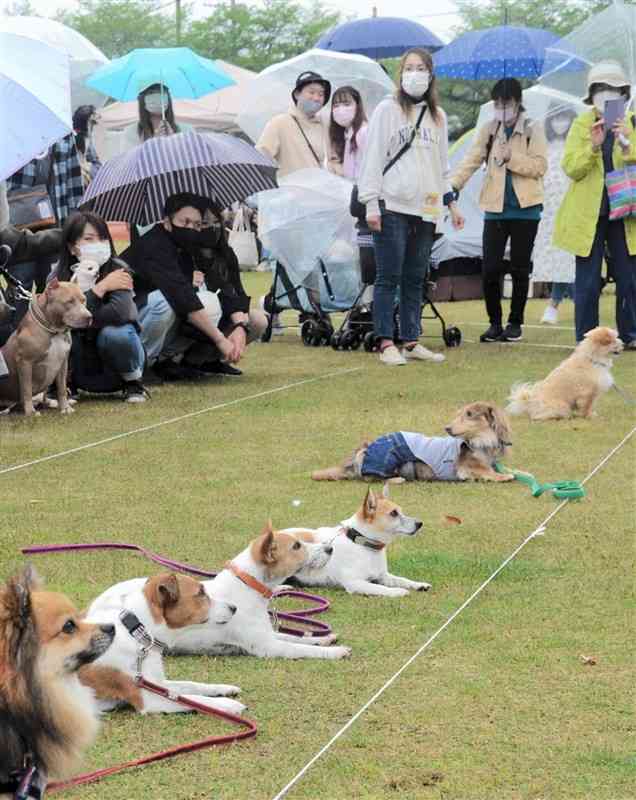 飼い主の「待て」の指示に従う愛犬たち＝菊池市