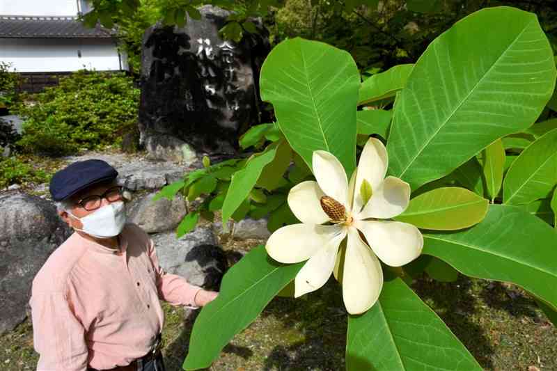 坂村真民さんの詩碑の前で大輪の花を開かせたホオノキの花＝荒尾市