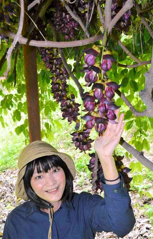 見頃を迎えた東福寺のアイラトビカズラ＝菊池市