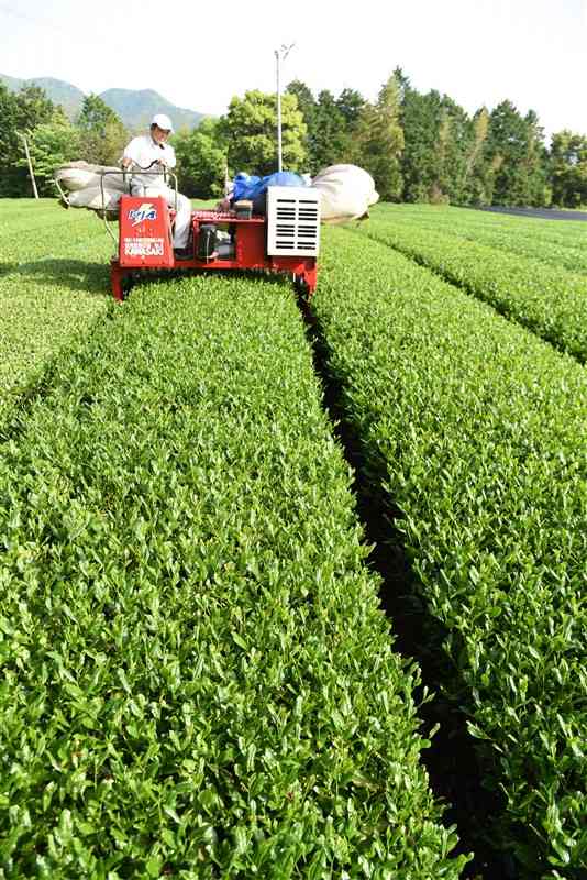 新緑がまぶしい茶畑で、一番茶を収穫する藤本邦夫さん＝山鹿市