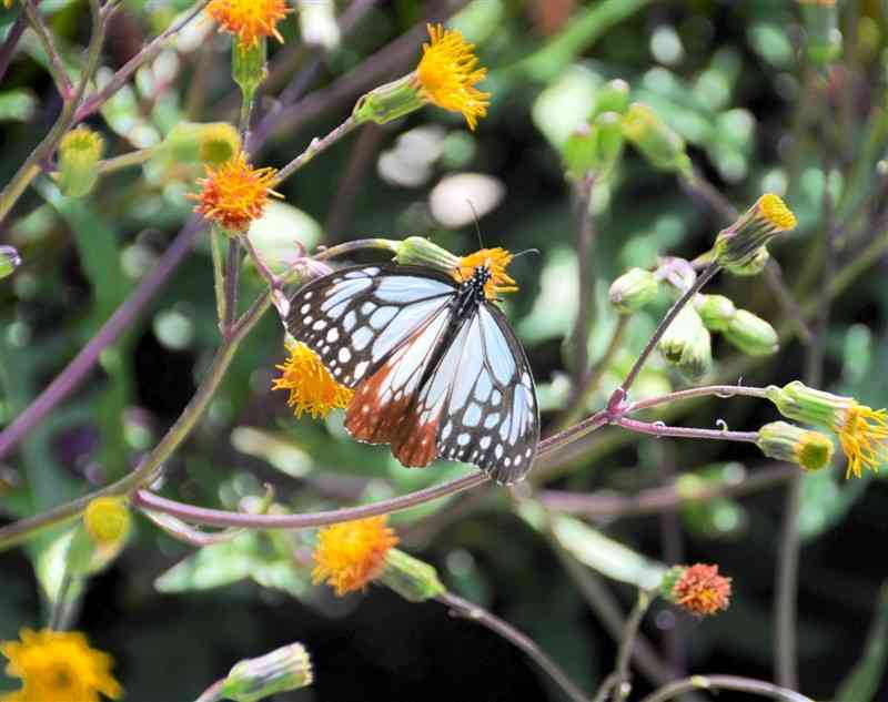 スイゼンジナの花に止まり、優雅に羽を広げるアサギマダラ＝上天草市