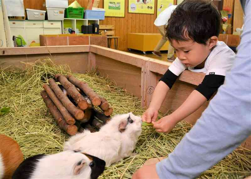 モルモットに葉っぱを食べさせる子ども＝熊本市東区