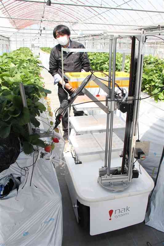 アイナックシステムが開発したイチゴの自動収穫ロボ「ロボつみ」＝福岡県広川町