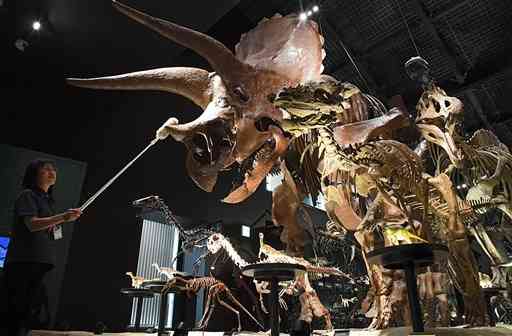 「恐竜大行進」と名付けられた常設展示室。左はモップを使って骨格模型をきれいにする職員＝御船町恐竜博物館（2016年11月撮影、横井誠）