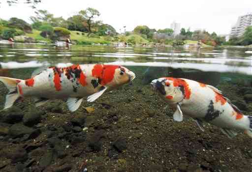 水量が復活した水前寺成趣園の池を悠々と泳ぐコイ＝熊本市中央区（高見伸）