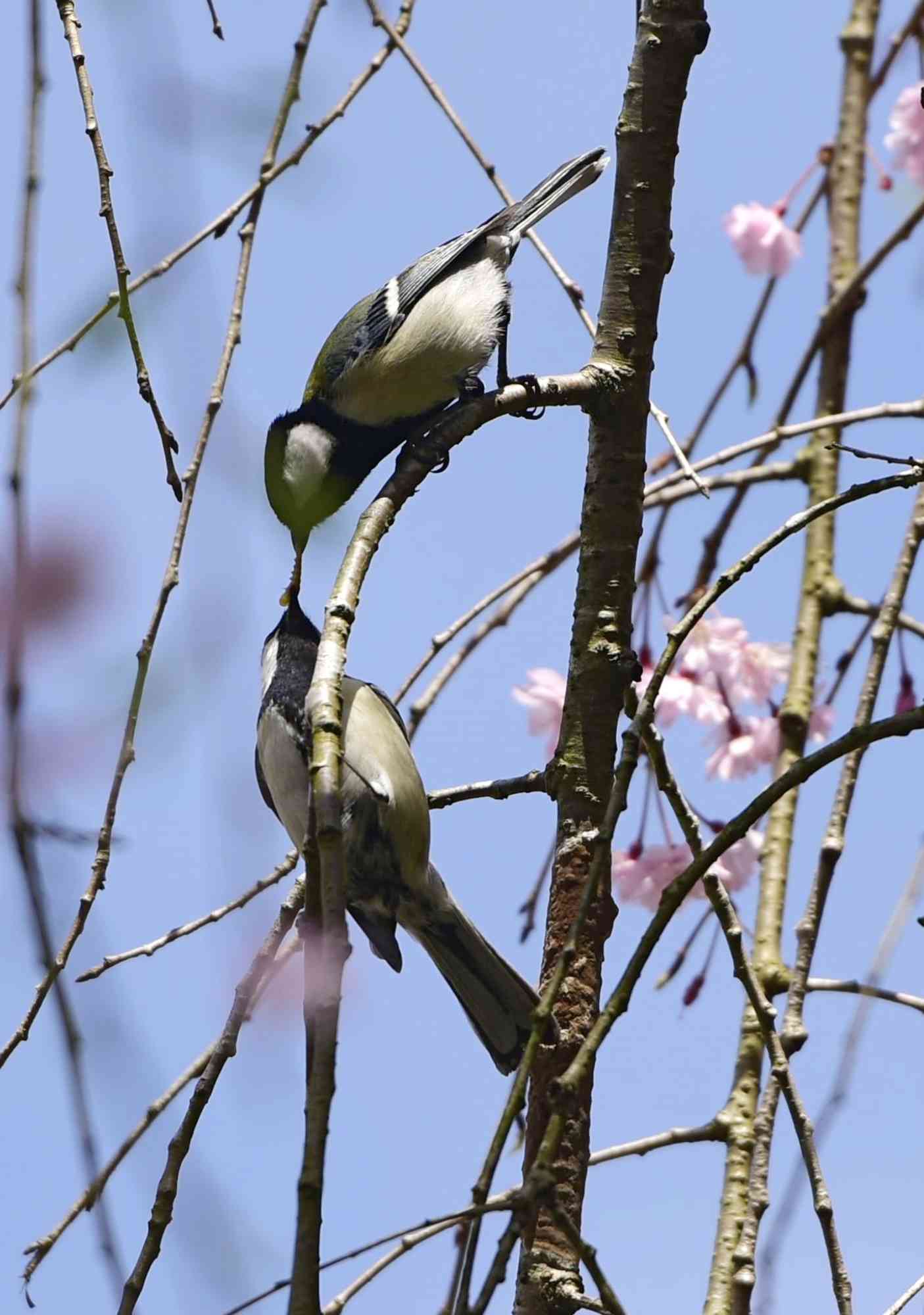 しだれ桜の枝に止まり、餌を口移しするシジュウカラ＝熊本市の立田山憩の森（2016年4月撮影、大倉尚隆）