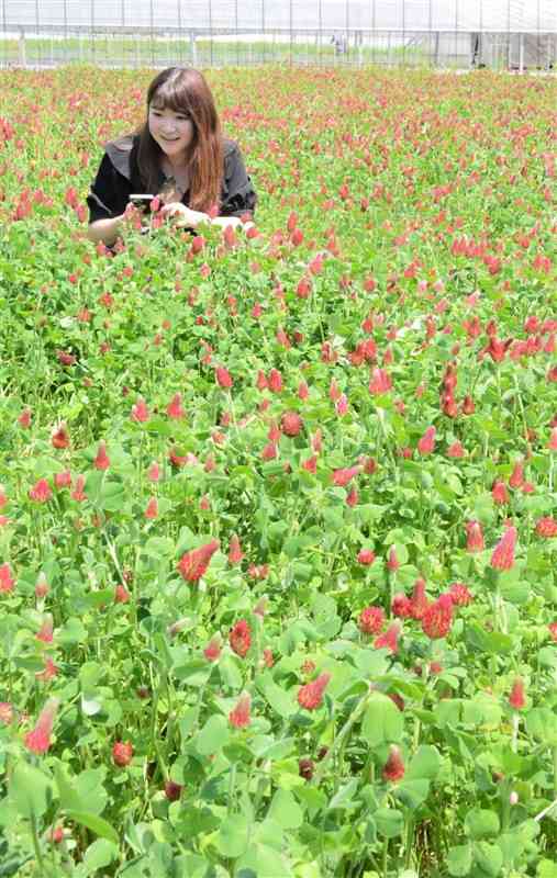 真っ赤なじゅうたんのような赤い花を咲かせるストロベリーキャンドル＝小国町