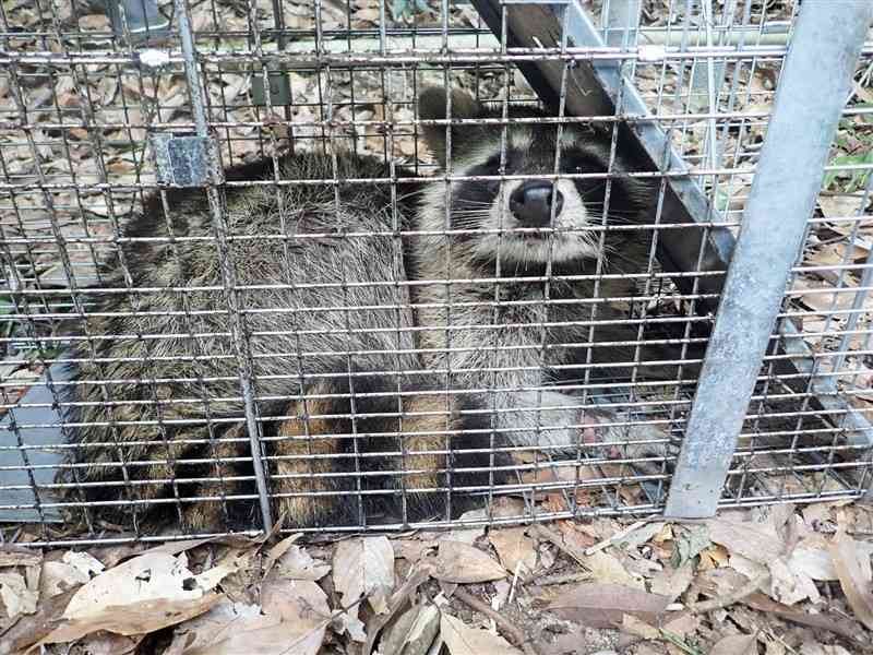 熊本市西区河内町で捕獲されたアライグマ＝2021年10月（同市提供）