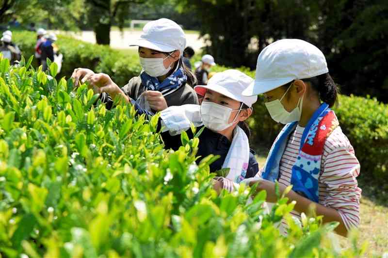 茶葉を摘む府本小の児童＝荒尾市