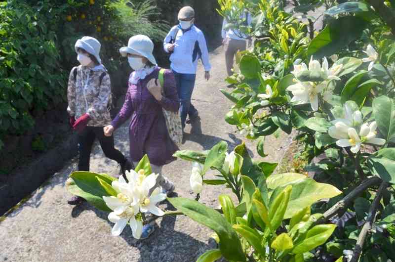満開のミカンの花が咲くコースを散策する「みかんの花ミステリーウォーク」の参加者＝玉名市