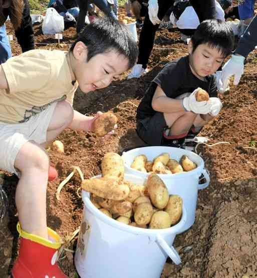 バケツいっぱいにジャガイモを収穫する子どもたち＝天草市