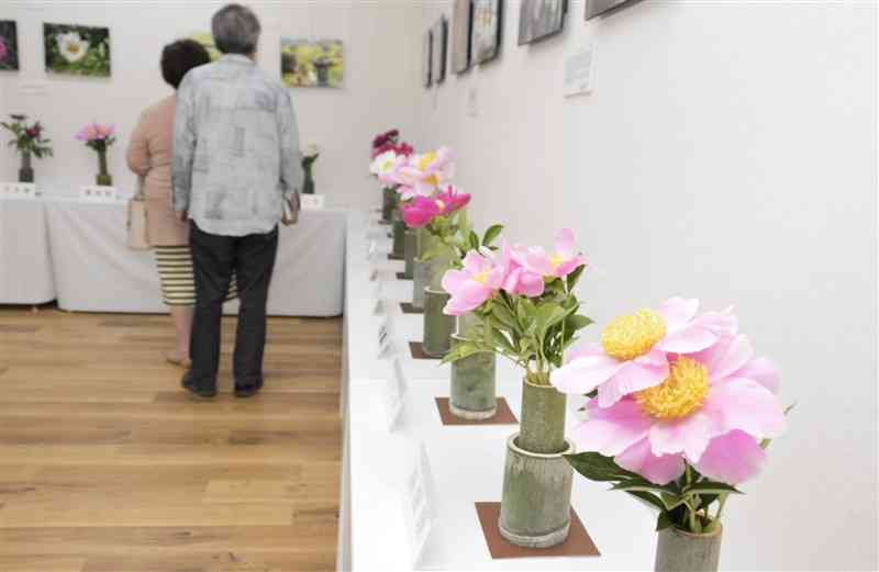 ピンクや白の花を咲かせる肥後シャクヤクを並べた展示会場＝熊本市中央区