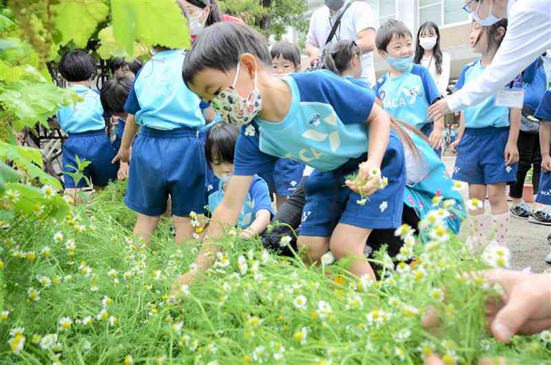 「カモミール」の摘み取りを体験する園児＝熊本市南区