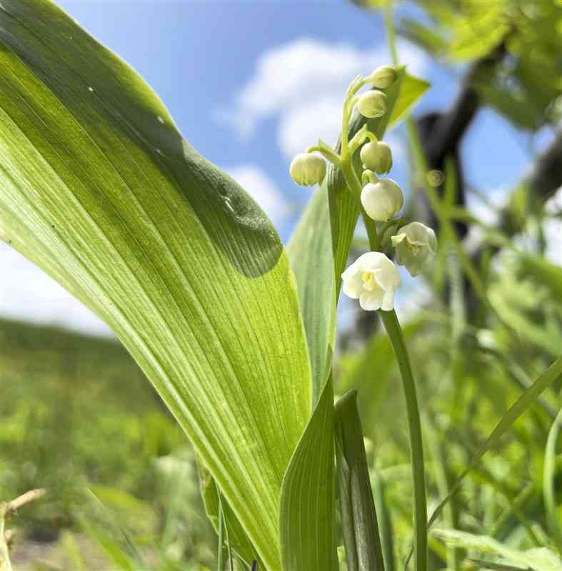 純白のかれんな花を咲かせるスズラン＝7日、阿蘇市波野