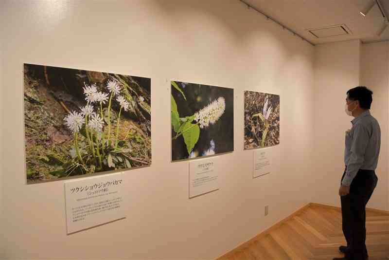 五木村で咲く花々の写真が展示されているヒストリアテラス五木谷＝五木村