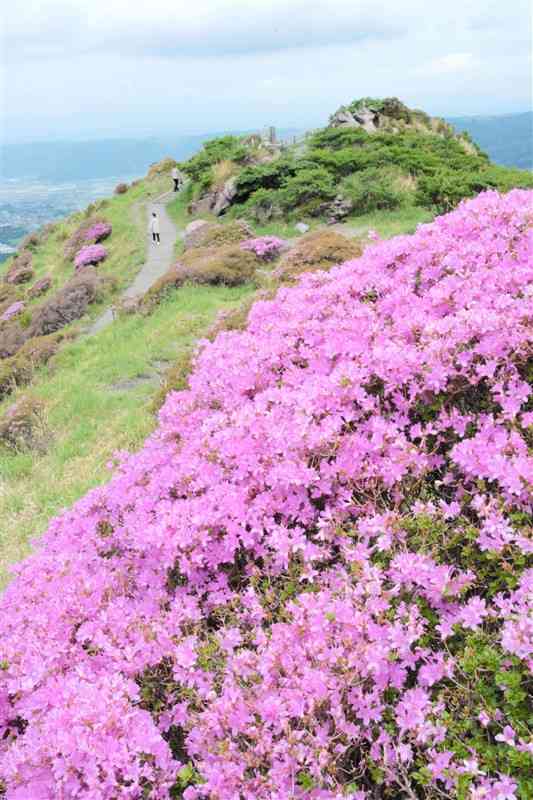 ピンク色の鮮やかな花を咲かせた仙酔峡のミヤマキリシマ＝阿蘇市