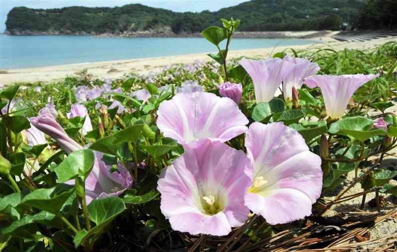 白鶴浜海水浴場の白浜で淡いピンク色の花を咲かせたハマヒルガオ＝天草市