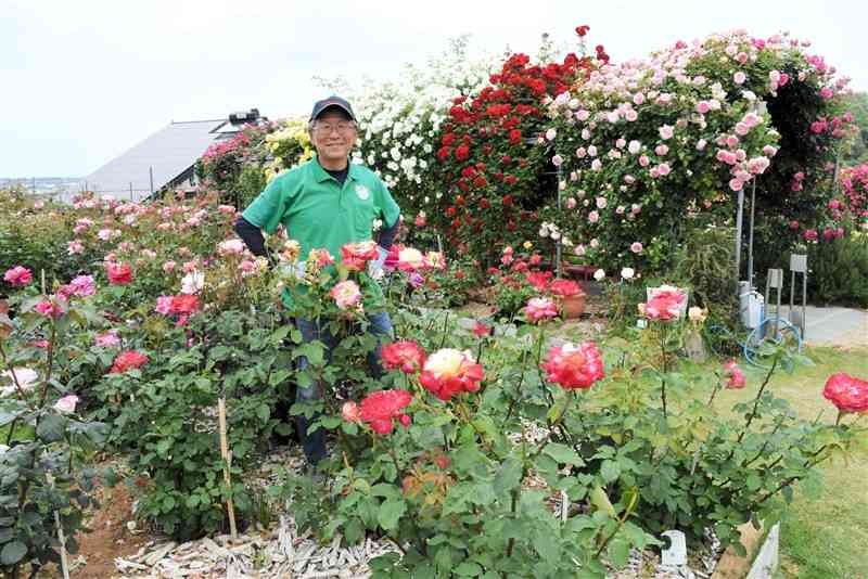 約800株のバラが見頃を迎えたたまなフラワーパーク＝玉名市