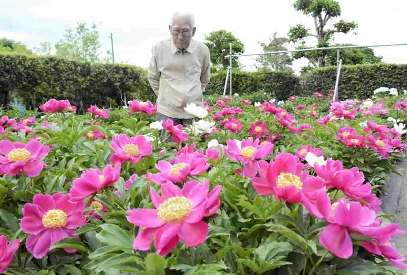 自宅の庭で栽培する肥後シャクヤクを見つめる彌冨孝一さんらが＝熊本市東区