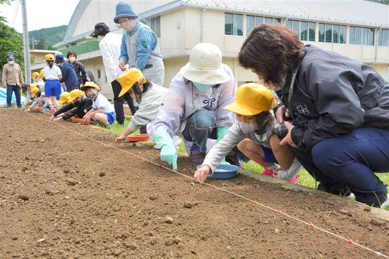 住民らと「はるかのひまわり」の種を植える渡小の児童たち＝球磨村
