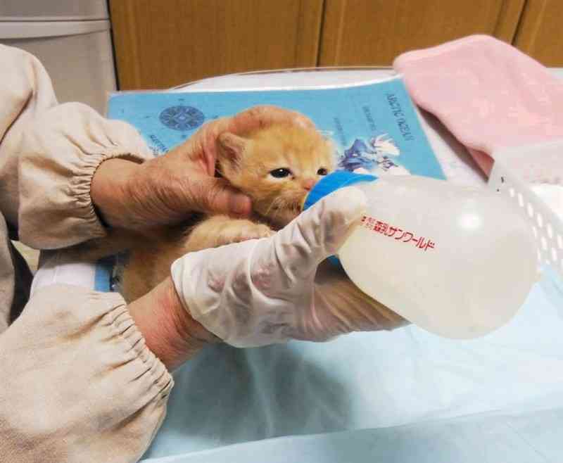 哺乳びんでミルクを飲む赤ちゃん猫（鮫島和枝さん提供）