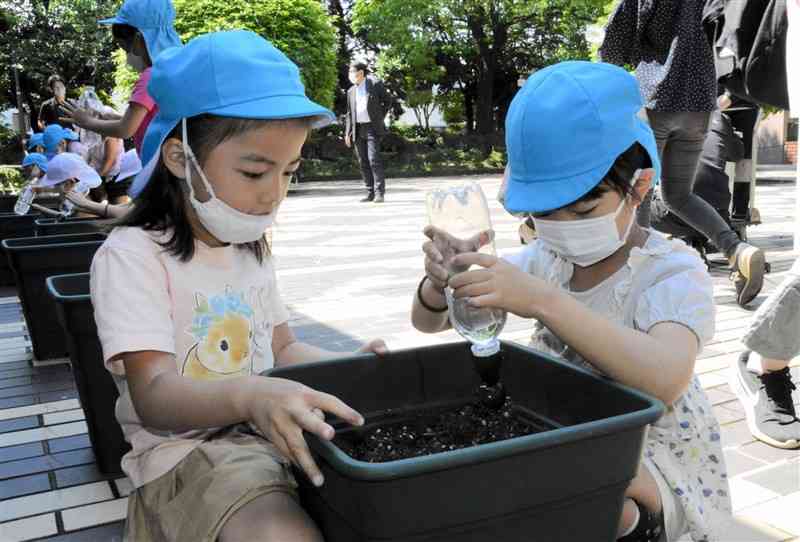 朝顔の種を植えたプランターに水をやる園児＝熊本市