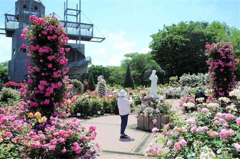 色とりどりのバラ3500株が咲き誇る「春のバラフェア」＝合志市