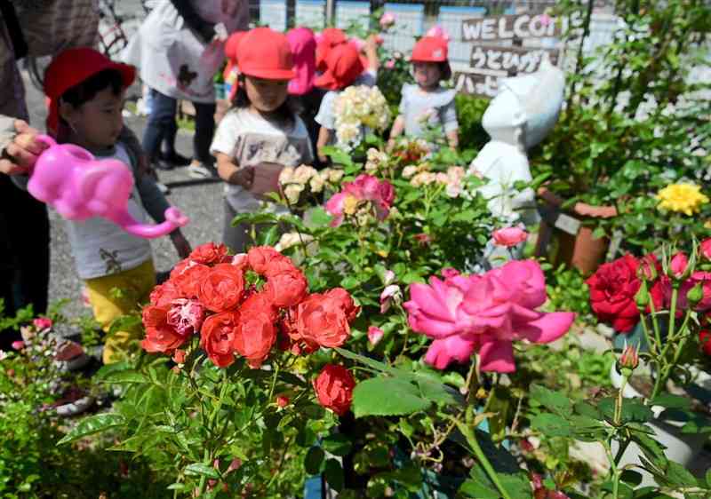 宇土東保育園の園児が世話をして咲かせたバラ＝宇土市