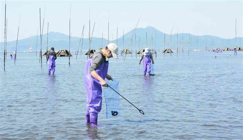アサリの天敵ツメタガイの卵塊を駆除する漁協の組合員ら＝熊本市南区