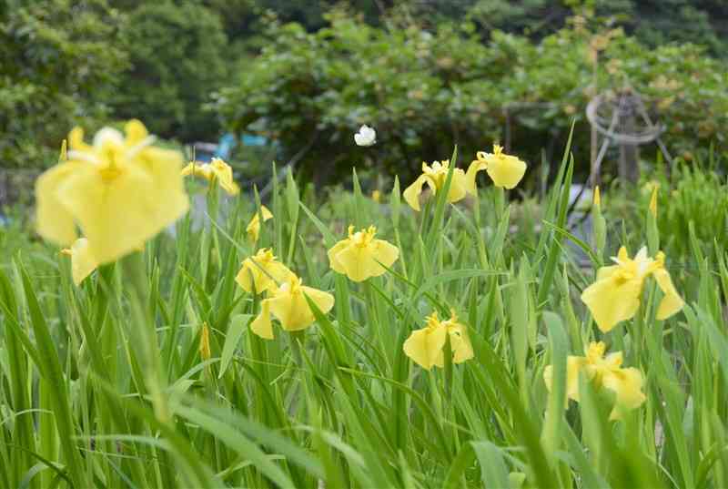 6月初旬にかけて見頃を迎える竹本さん方のハナショウブ園＝上天草市