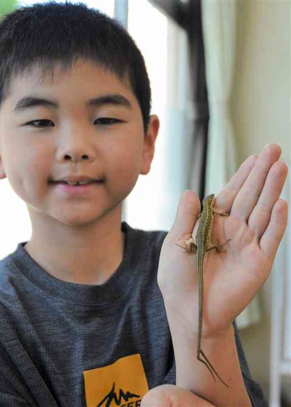 尻尾が二股になったニホンカナヘビを大切に育てる大塚天太君＝益城町