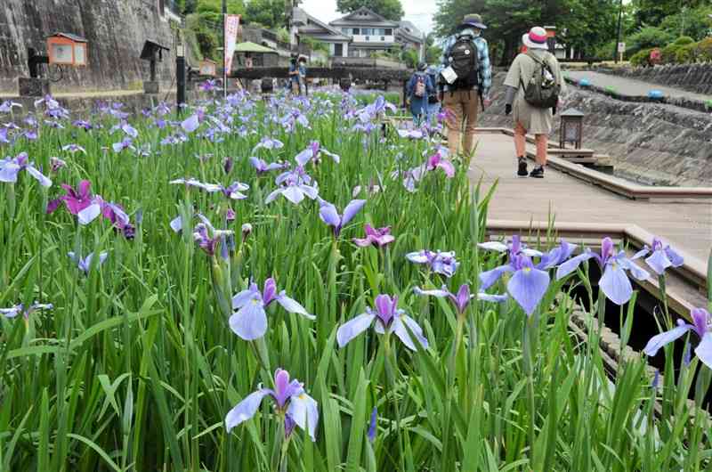 ハナショウブが咲く高瀬裏川水際緑地公園を歩く参加者＝玉名市