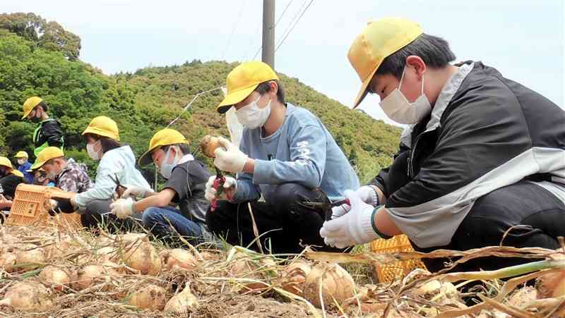 サラダタマネギを収穫する大野小の児童＝芦北町